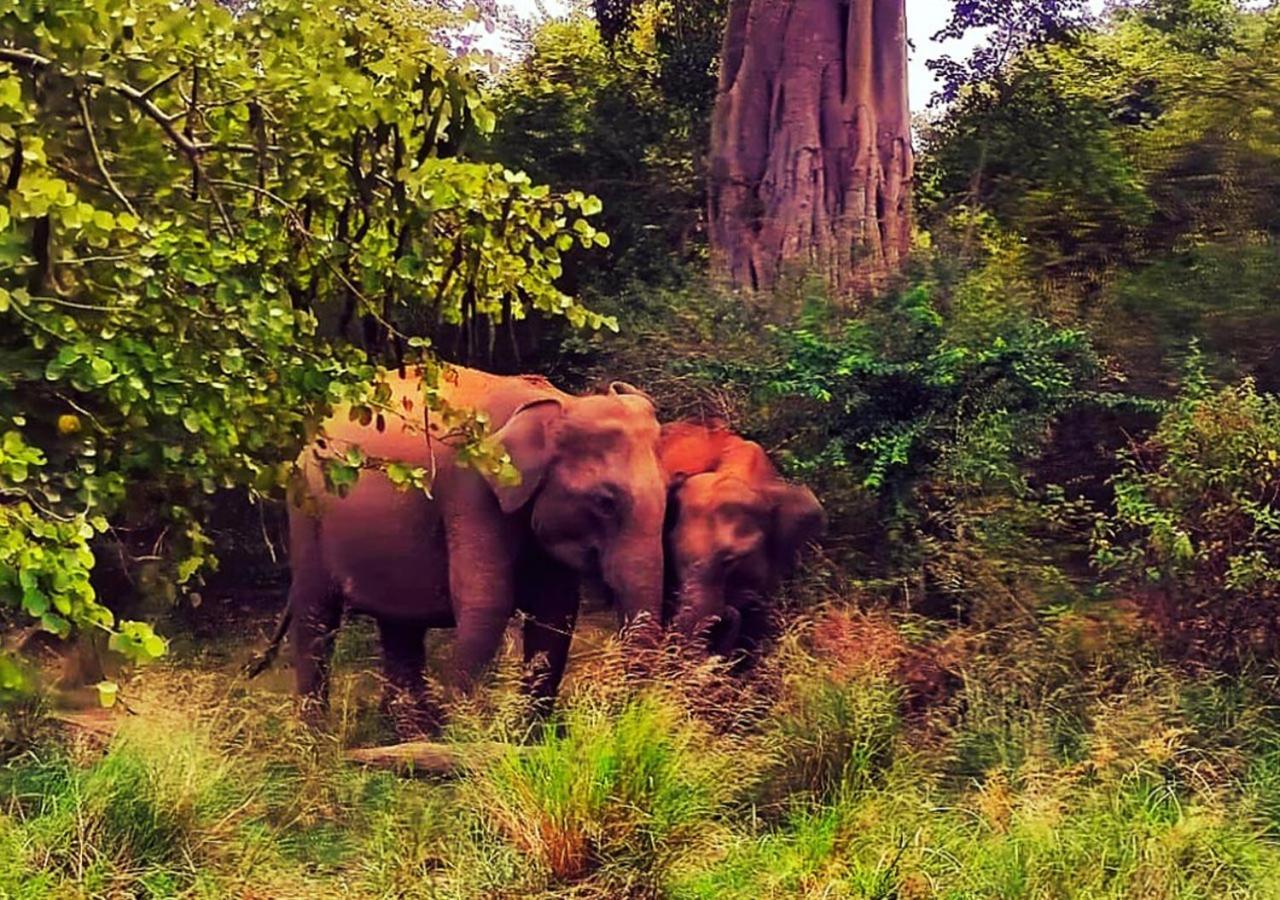 Elephant Paradise Safari Bungalow 达瓦拉维 外观 照片