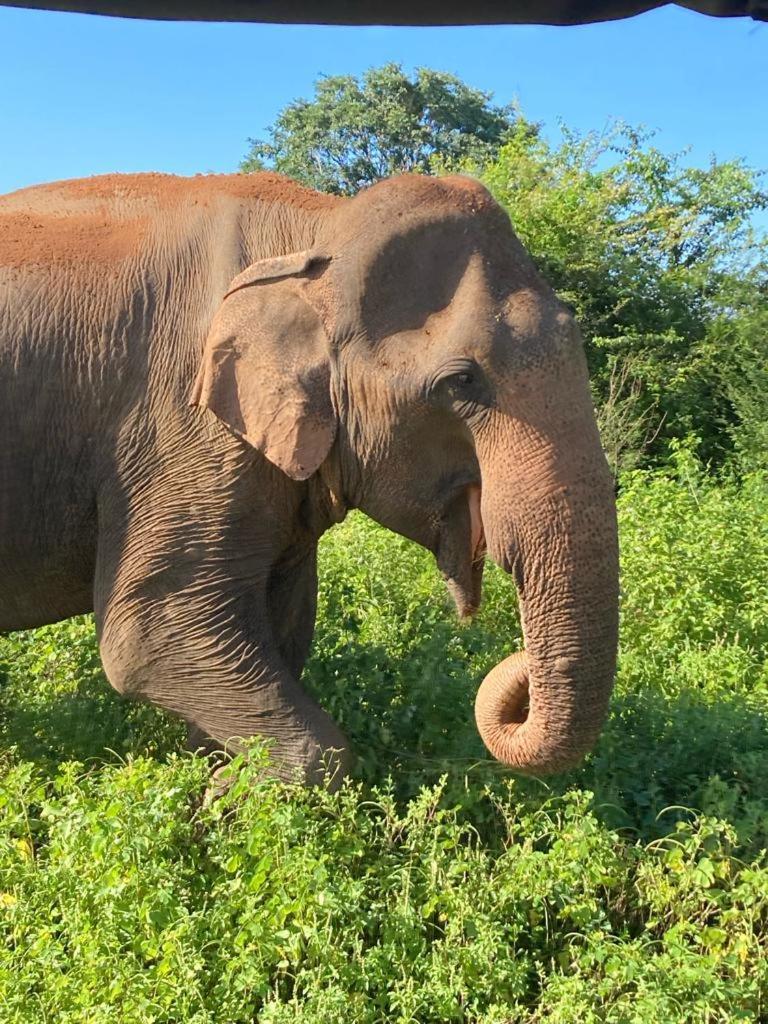 Elephant Paradise Safari Bungalow 达瓦拉维 外观 照片
