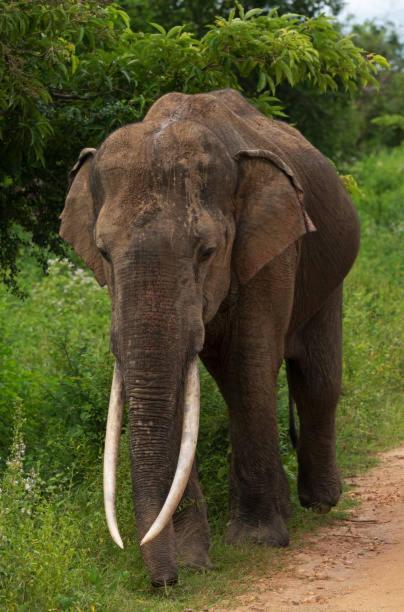 Elephant Paradise Safari Bungalow 达瓦拉维 外观 照片