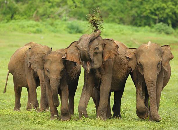 Elephant Paradise Safari Bungalow 达瓦拉维 外观 照片