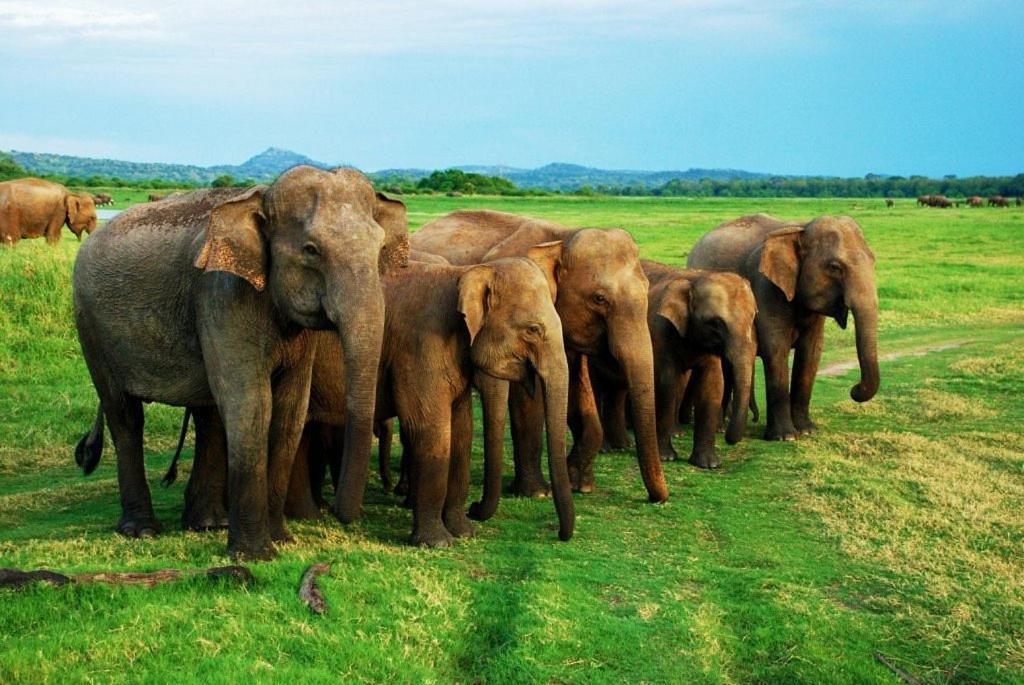 Elephant Paradise Safari Bungalow 达瓦拉维 外观 照片