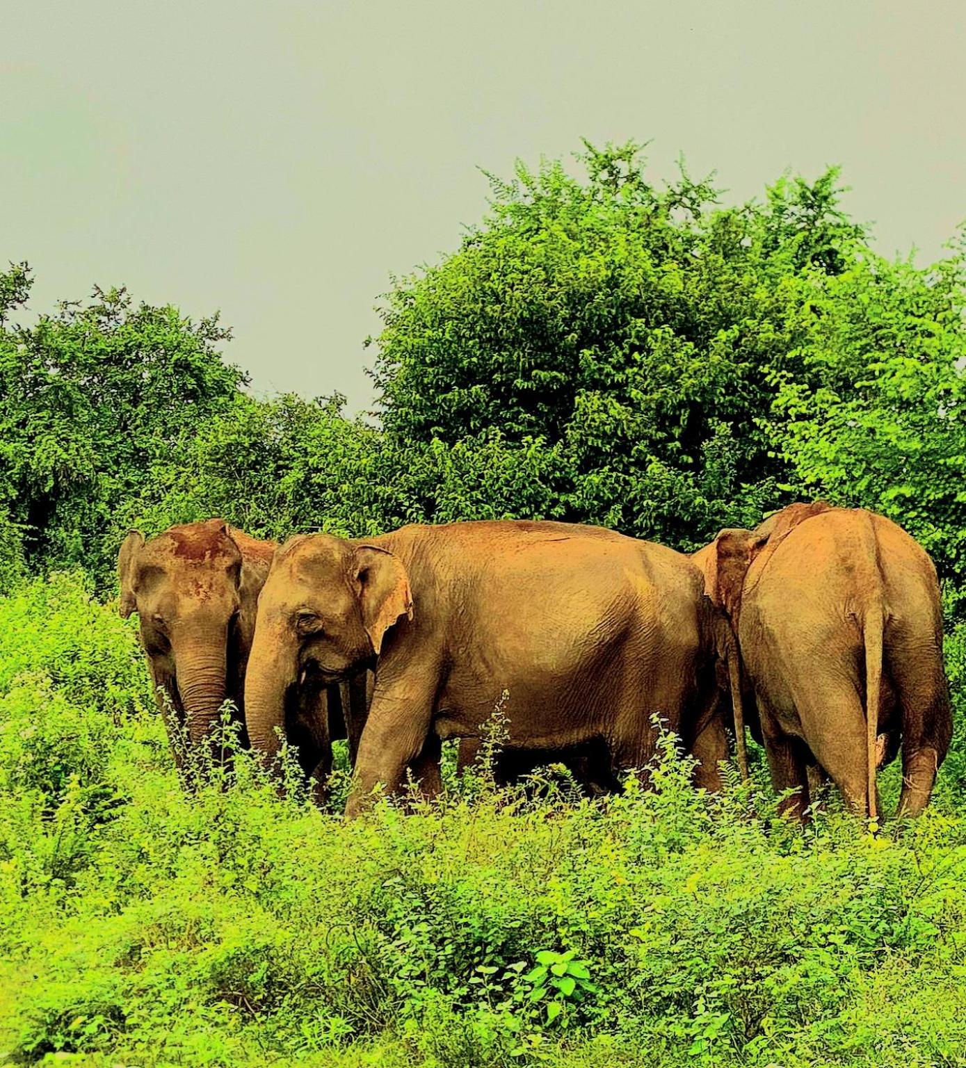 Elephant Paradise Safari Bungalow 达瓦拉维 外观 照片