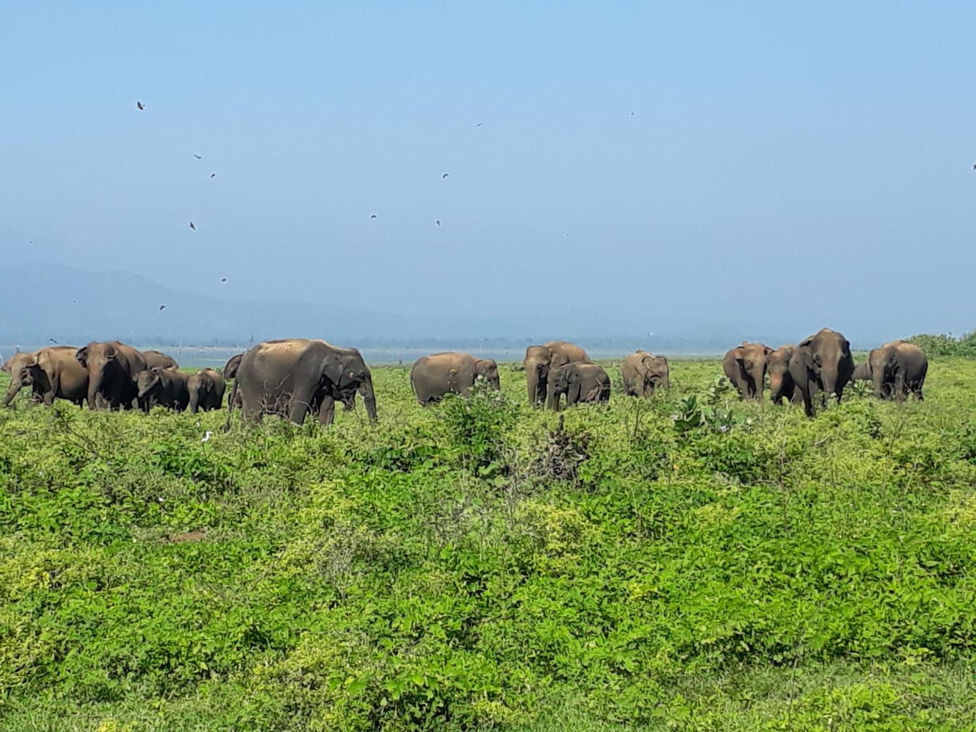 Elephant Paradise Safari Bungalow 达瓦拉维 外观 照片